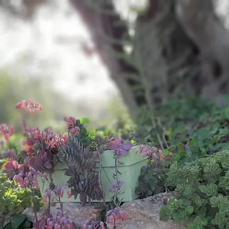 Room In House - Villa Tranberg An Exclusive Fully Serviced House Hotel In Central Algarve Tunes
